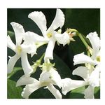 Trachelospermum jasminoides 'White Wings' 15cm Pot Size