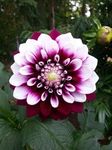 Radha Krishna Agriculture® Imported Dahlia Flower Bulbs Maroon with white centre | Fragrant Flowers Planting Bulb For all season Outdoor And Indoor Gardening Pack of 4