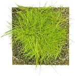 CANTON AQUATICS Aquarium Dwarf Hairgrass MAT - All Natural & Organic Aquatic Hair Grass - Help to Filter The Water - Long Lasting & Easy to Care - Suitable for Summer & Winter - 3 X 5 Inch