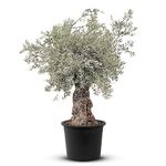 TropicTrees - Olive tree bonsai hardy with a height of 250 cm - trunk circumference of 100-120 cm - real olive trees with old gnarled trunk - 140 years old - Olea Europaea for the garden - olive