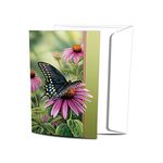 Tree-Free Greetings EcoNotes Notecard Set, 4 X 6-Inch, 12-Count Notecards with Envelopes, Moments Rest 66504