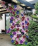 CLEMATIS ~Mixed Colors~ Wonderful large blooms 20+ Perennial Vine Seeds