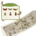Reaindeer 4 Pack Moth Traps for Clothes & Pantry, Non-Toxic Odorless Sticky Glue Traps, Effective Closet Cabinet Storage Room Moth Killer to Protect Wool Garment Carpet & Food