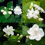 50Pcs White Jasmine Seeds Climbing Jasmine Beautiful Fragrant Flower Perennial Indoor Outdoor for Planting Seed Decorated Home Garden