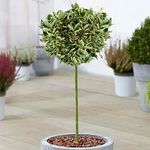 Euonymus Kathy Tree | Potted Lollipop Trees for Small Gardens, Patios & Borders | Straight Standard Stem (70-80cm (Incl. Pot))