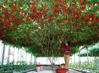 M-Tech Gardens Rare Hybrid Tomato " Climbing Tree " Exotic 100 Vegetable Seeds for Growing