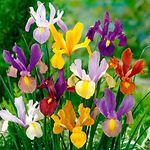 10 x Iris Hollandica Mixed – Spring Flowering Bulbs - Lovely Dutch Irises – Big, Beautiful Violet Blooms – Blend of Bold Colours – Perennial – for Your Beautiful Garden