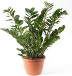 Zamioculca Zamiifolia Houseplant - 