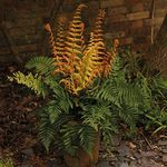 Potted Hardy Garden Plant Dryopteri