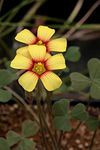 Siddhi Vinayak Gallery® Imported Veriety Oxalis triangularis plant Flower Bulbs mix color wood sorrel Flower bulbs For Home Garden pack of 2