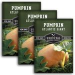 Atlantic Giant Pumpkin Seeds for Planting - 3 Packets with Instructions to Plant & Grow Award Winning Extremely Big Pumpkins in Your Home Garden - Non-GMO Heirloom Variety - Survival Garden Seeds