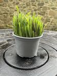 Ready-to-Eat Cat Grass – Fresh Live Plants for Cats | Blend of Wheat, Barley, Rye & Oats | Nutritious Treat for Cats | Supports Digestion & Immunity | Organic Fibre, Vitamins & Minerals