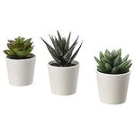 IkEA Indoor Plants