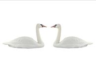 Pondh2o Full Size Floating White Mute Swan Decoys, Plastic Lifelike Floating Swans Decoration for use in Water Garden Ponds, Pools, Yards & Lakes | Value 2 PACK