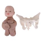 KKI Adult Female Human Pelvis Skeleton Anatomical Model with Fetus Baby Doll | Child Birth Demonstration Set for Medical Training