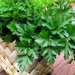 Italian Parsley 160 Seeds