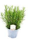 Large Rosemary Plant in a 14cm Pot - Perfect for Use in The Kitchen - Plant Looks Just Like The Picture