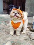 Dog-O-Bow Orange Baseball Cap for Dogs (Small)