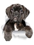 Winston & Bear Adorable Boxer Dog Wall Decals - 2 Pack - Boxer Dog 3D Sticker Decals for Walls, Cars, Toilet and More - Retail Packaged Boxer Dog Gifts