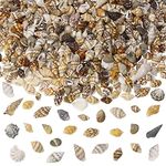 Tiny Sea Shells Penta Angel 1400-1500pcs Mixed Ocean Beach Spiral Seashells Craft Charms for Beach Theme Party Wedding Table Decor Candle Making Fish Tank Vase Fillers Home Decoration