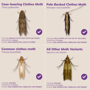 Entopest Clothes Moth Monitoring Traps 10-Pack – Wardrobe & Room Refill