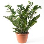 Zamioculca Zamiifolia Houseplant - Premium Indoor Potted House Plant in 13cm