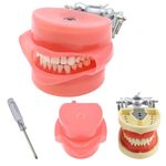 Dental Typodont Model Teaching Study Compatible with Kilgore Nissin 32 Removable Teeth and Simulation Cheek