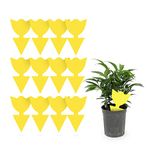 Bugoff Sticky Fruit Fly Trap, Pack of 12 Piece, Drosophila Pest Insect Fruit Fly Killer Catcher Strips, Fruit Fly Traps Indoor, Outdoors, Garden, House, Greenhouse, Home Use Fly Tape (Flower)