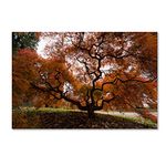 Trademark Fine Art Autumn Japanese Maple Tree Wall Decor by Kurt Shaffer, 16" x 24"