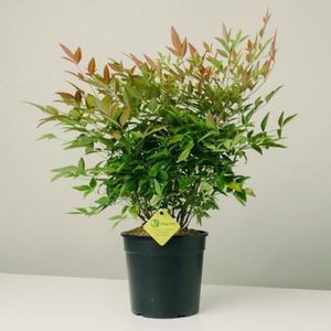 Plantì NAN