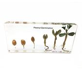 Peanut Germination in Acrylic Block Lifecyle of Peanut Biology Science Classroom Specimens (Peanut Germination)