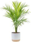 Costa Farms Majesty Palm Live Plant