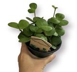 Peperomia Hope, Trailing Jade Plant, Indoor Plants, Plant for Office, Live Real Plants, Ideal Gifts for All Occasions, Home Decor, House Plant (4in)