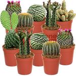 Cactus Mix - 10 Plants - House/Office Live Indoor Pot Plant