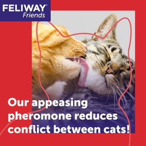FELIWAY Friends Cat Calming Refill 48ml – Stress Relief for Cats