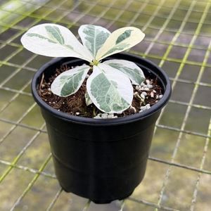 Ficus Lyrata Variegated Live Plant | Fiddle Leaf Fig Ficus Tree Starter House Plants | Indoor Outdoor Houseplants | Tropical Garden Gifts (Heat Pack Included)