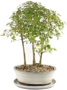Brussel's Bonsai - Live Trident Maple Bonsai Grove with White Ceramic Tray, Outdoor Bonsai Tree Live Plant, Multi Tree Bonsai Display for Patio Garden Décor