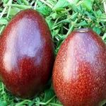 GreenWorld Special Diamond Red Variety Avocado Plant,Unique Variety (GRAFTED) Hybrid & Healthy Live Plant,''Fruit After 1 Year''