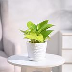 Ugaoo Golden Money Plant Indoor with Spiro ceramic pot (White, Small)