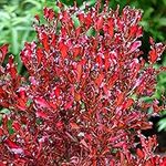 Coprosma Pacific Sunset - Mirror Plant | Evergreen Potted Bushy Garden Shrub (15-30cm Incl. Pot)