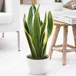 Sansevieria Laurentii Indoor Plant - 1 x Live Decorative House Tree 13cm Pot