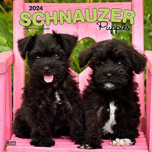 Schnauzer Puppies | 2024 12 x 24 Inch Monthly Square Wall Calendar | BrownTrout | Animals Dog Breeds Puppy