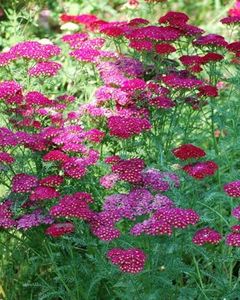 Perennial Farm Marketplace Achillea millefolium 'Pomegranate' (Yarrow) Perennial, Size-#1 Container, Red Purple Flowers