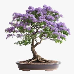 Bonsai Starter Kit – 1x Jacaranda Bonsai Tree | Complete Indoor Starter Kit for Growing Bonsai Plants with Tools & Planters – Gardening Gifts for Women & Men