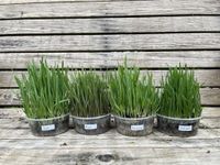 Ready-to-Eat Cat Grass Meadows – 4 Live Plants Ideal for Cats | 4 Varieties: Wheat, Barley, Rye, Oats | Supports Digestion, Enhances Well-Being | Natural Source of Fiber, Vitamins, and Minerals