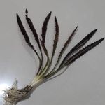 Aponogeton crispus seeds/bulb pack of 5