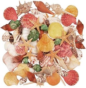 Jangostor 100 PCS Coquillages Mixte Océan Plage Coquillages,Différentes Tailles Coquillages Colorés Naturels Étoile de mer Polyester Parfait pour Les remplisseurs de Vase
