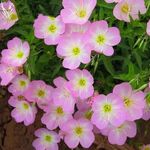 NO-GMO 2200 Seeds, Pink Evening Primrose Wildflower Gardening Seeds Groundcover Perennial Flower Seeds Heirloom Seeds Seeds