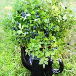 Outsidepride Perennial Northern Highbush Blueberry Fruit Garden Plants - 2000 Seeds