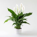 YouGarden Peace Lily Indoor Plant, 